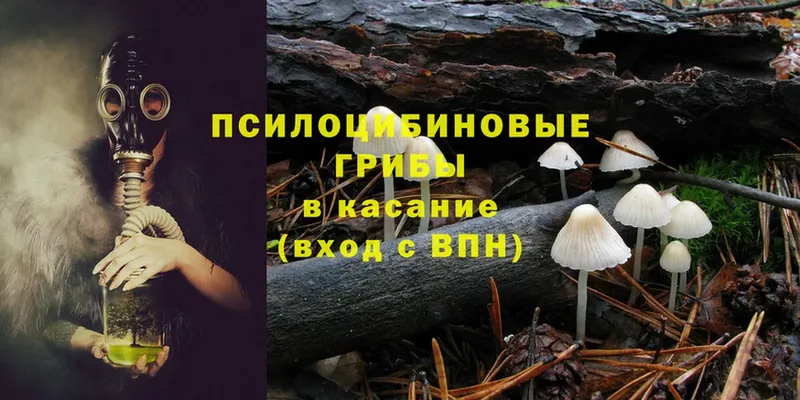 наркотики  мега вход  Псилоцибиновые грибы Psilocybe  Калининск 